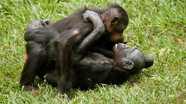 Gay animals bonobos