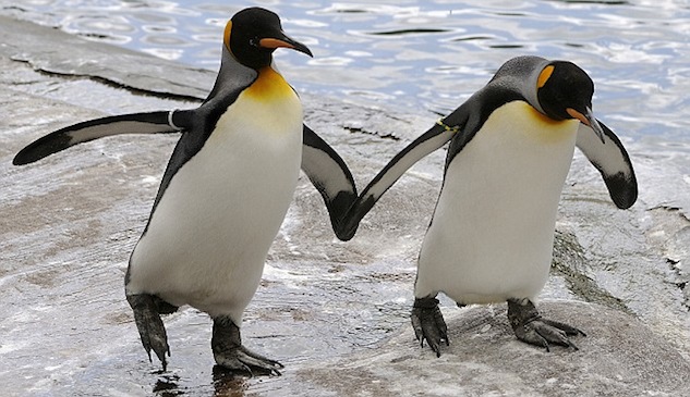 Gay animals penguins